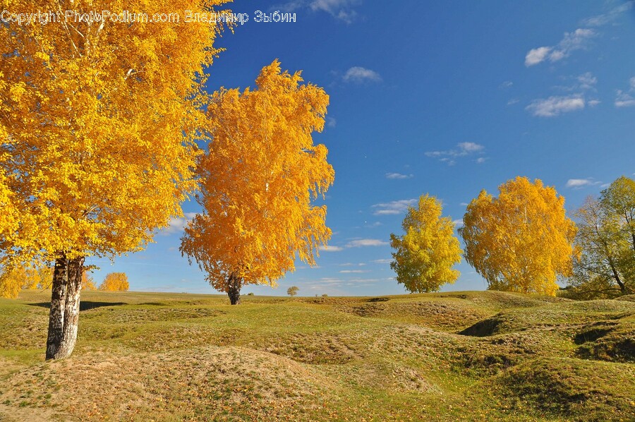 Tree, Plant, Tree Trunk, Nature, Outdoors