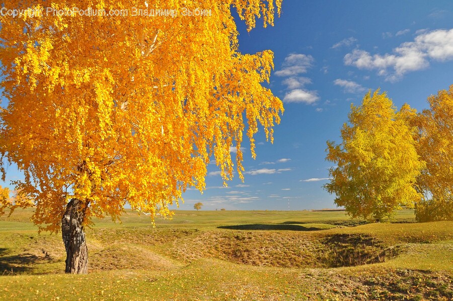 Tree, Plant, Tree Trunk, Maple, Outdoors
