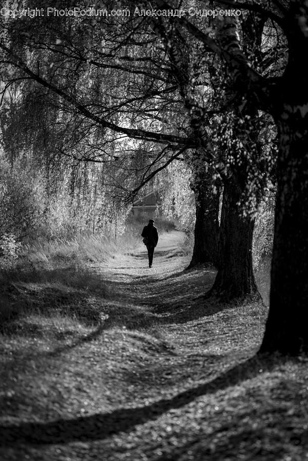 Person, Human, Tree, Plant, Jogging