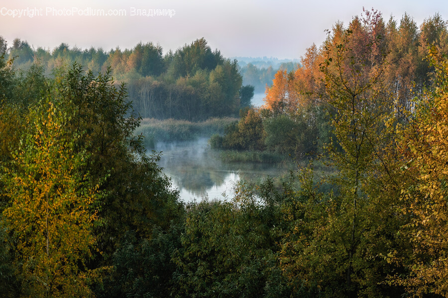 Nature, Weather, Outdoors, Fir, Abies