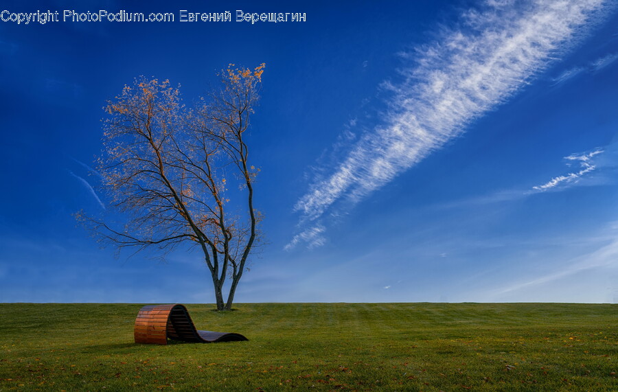 Grass, Plant, Nature, Outdoors, Tree