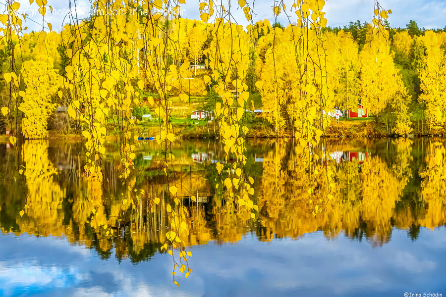 Tree, Plant, Leaf, Water, Maple