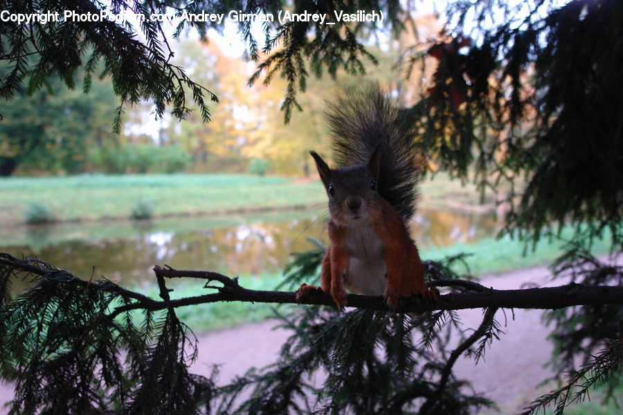 Animal, Mammal, Rodent, Squirrel, Plant, Potted Plant, Conifer