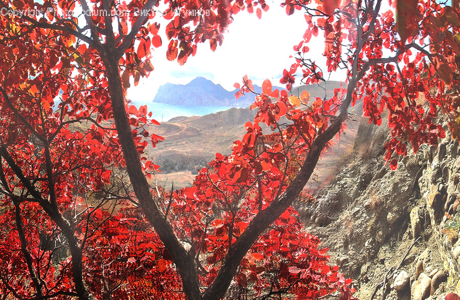 Tree, Plant, Leaf, Maple, Tree Trunk