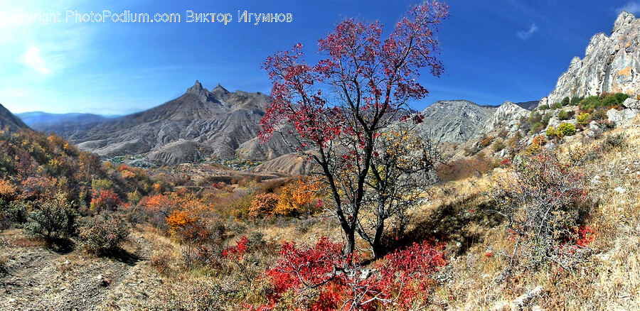 Nature, Mountain Range, Outdoors, Mountain, Tree