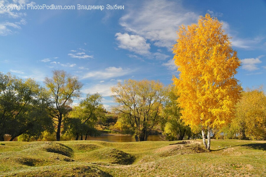 Tree, Plant, Nature, Outdoors, Scenery