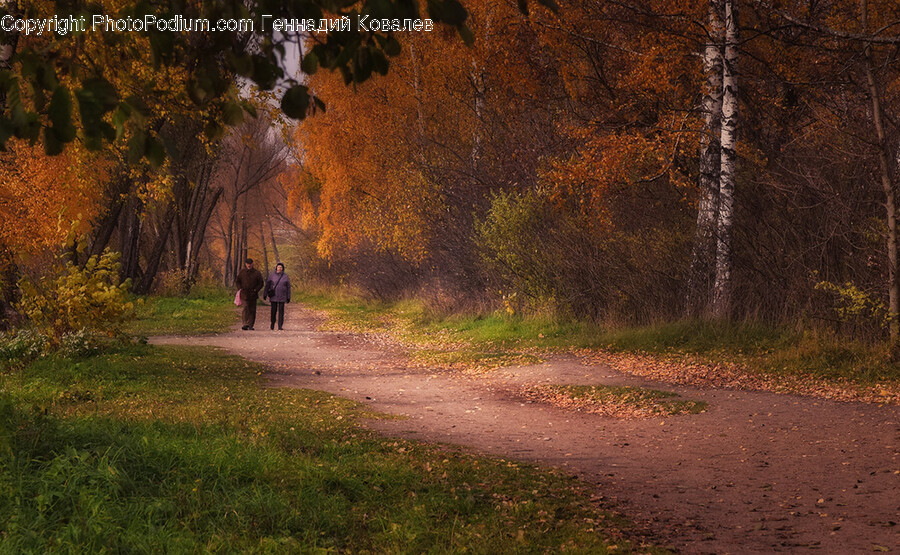 Person, Human, Tree, Plant, Walking