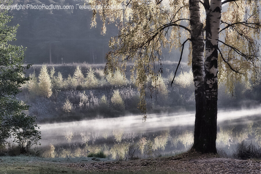 Tree, Plant, Person, Human, Willow