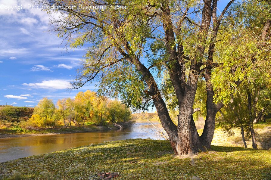 Tree Trunk, Tree, Plant, Outdoors, Nature