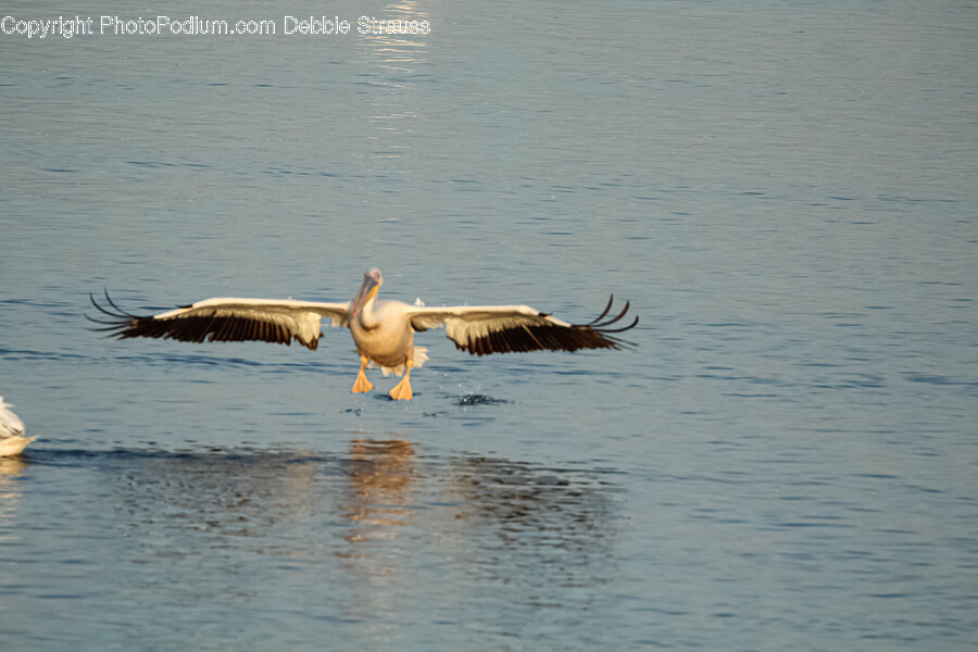 Bird, Animal, Pelican
