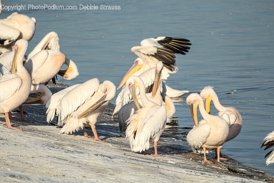 Bird, Animal, Waterfowl, Stork, Flock