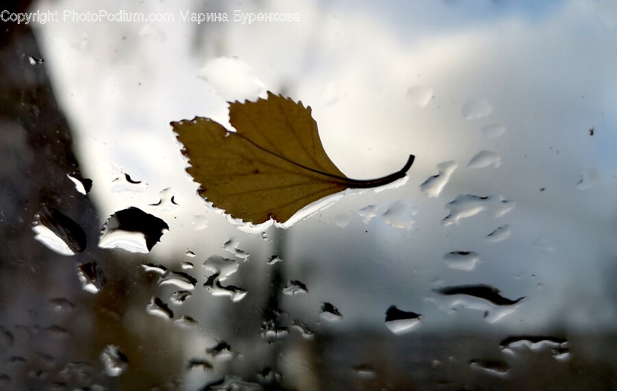 Leaf, Plant, Tree, Ground, Maple Leaf