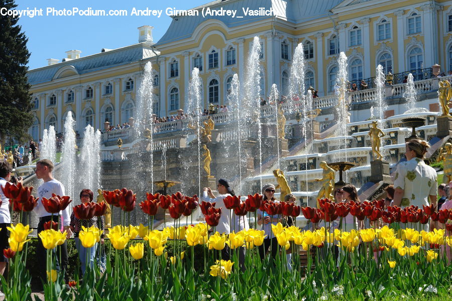 Fountain, Water, People, Person, Human, Blossom, Flora