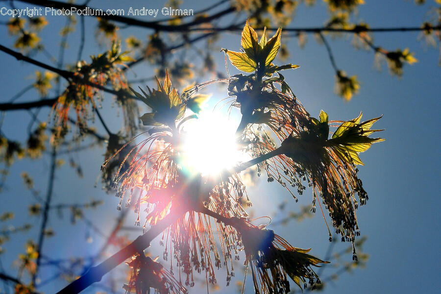 Flare, Light, Sunlight