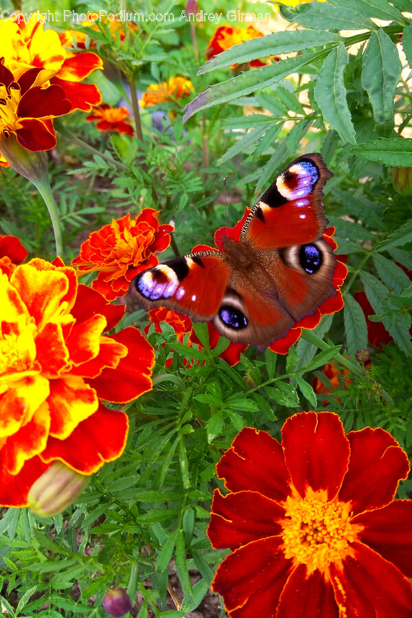Geranium, Plant, Flower, Blossom, Leaf