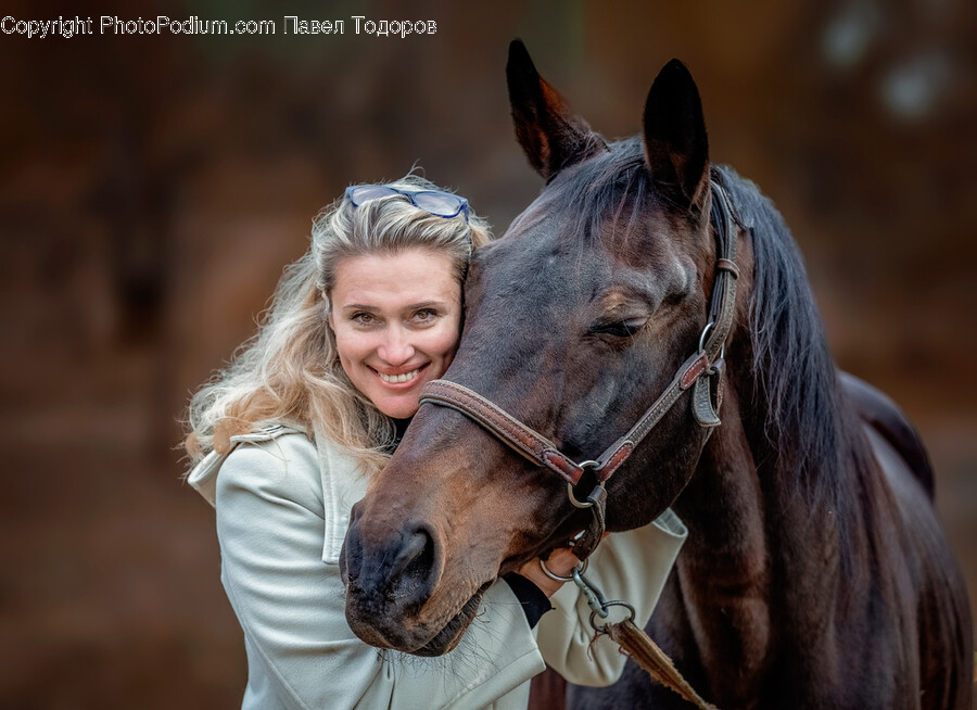 Horse, Mammal, Animal, Person, Human