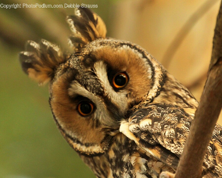 Owl, Bird, Animal, Honey Bee, Invertebrate