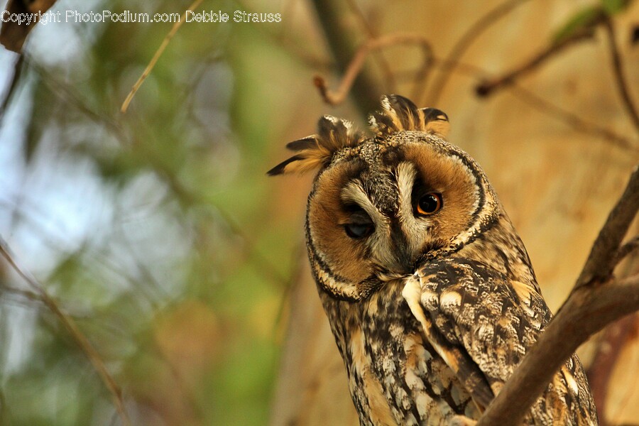 Owl, Bird, Animal, Lizard, Reptile