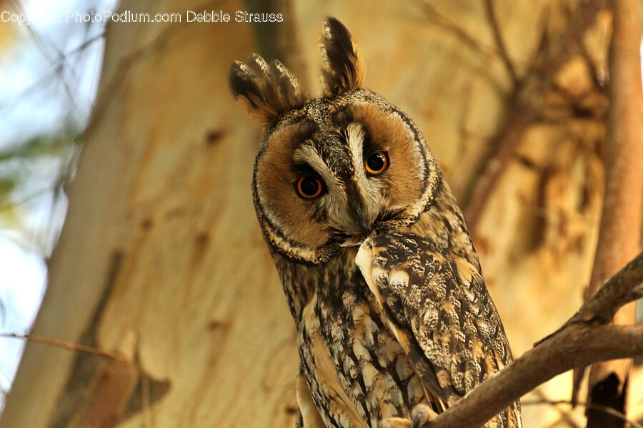 Bird, Animal, Owl, Lizard, Reptile