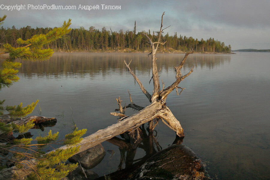 Water, Nature, Outdoors, Land, Tree