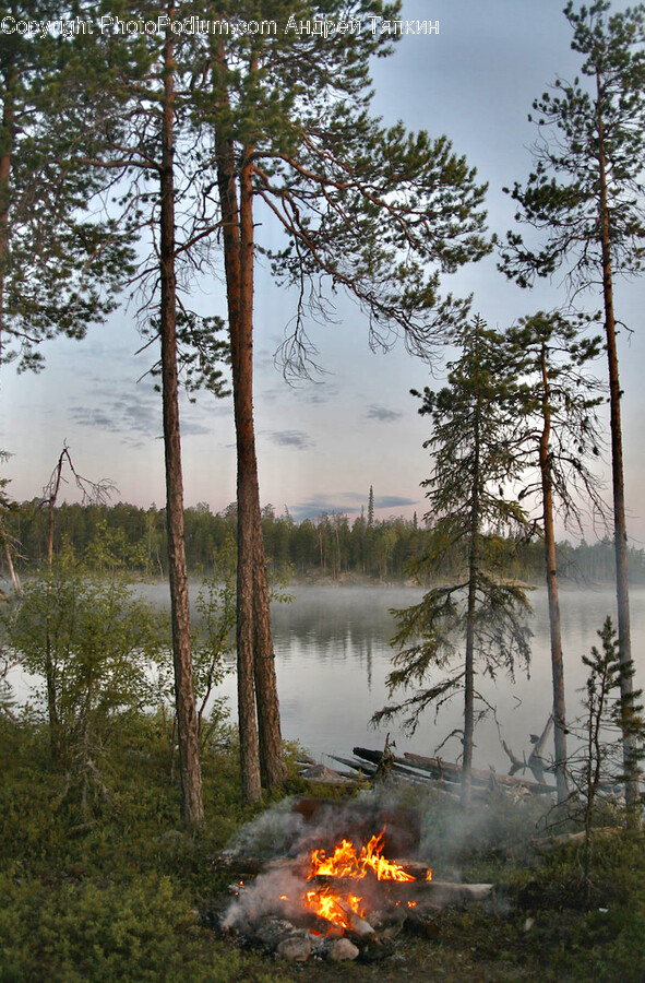 Tree, Plant, Nature, Land, Outdoors