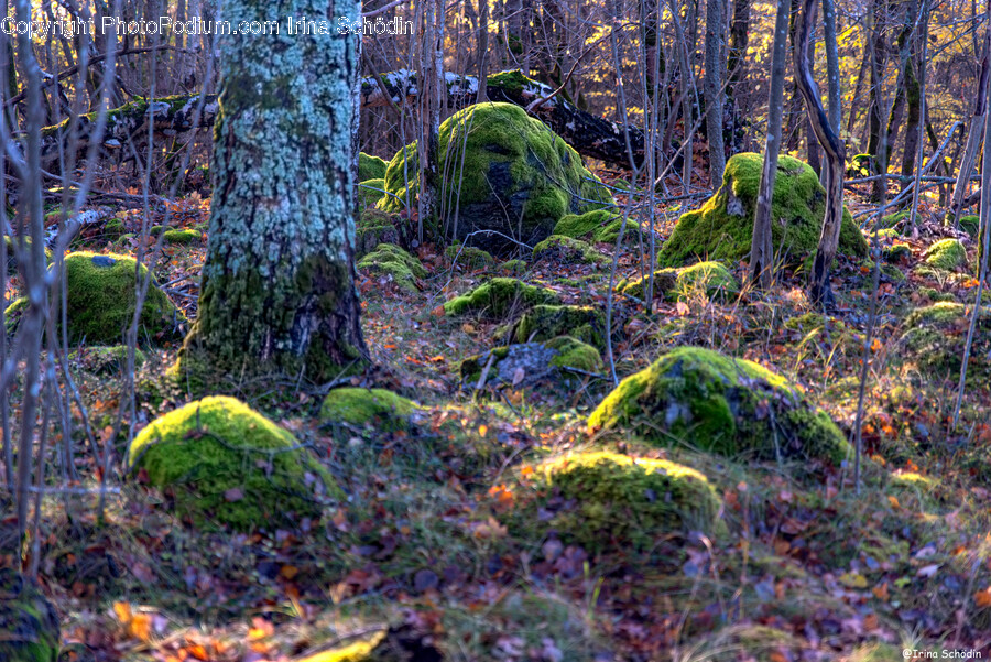 Moss, Plant, Ground, Tree, Bird
