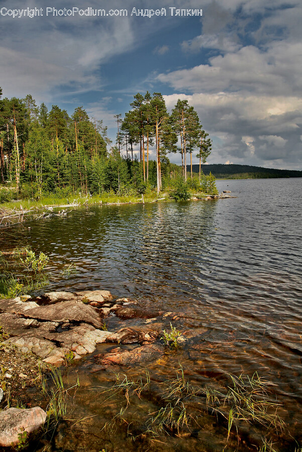 Water, Tree, Plant, Nature, Outdoors