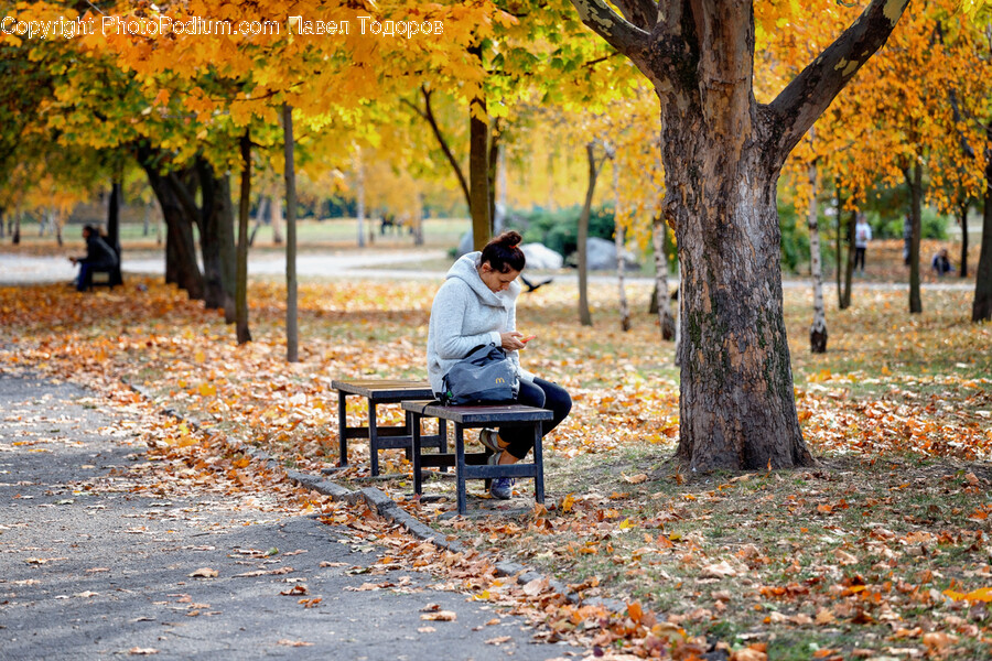 Person, Human, Tree, Plant, Bench