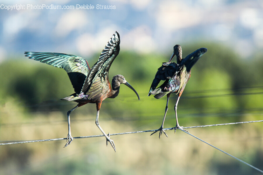 Bird, Animal, Waterfowl, Stork, Beak