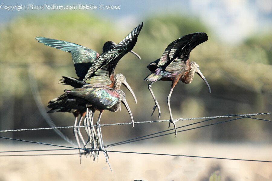 Bird, Animal, Flock, Stork, Crane Bird