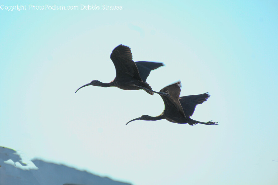 Bird, Animal, Waterfowl, Stork, Crane Bird