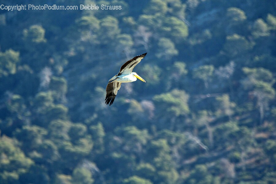 Flying, Bird, Animal