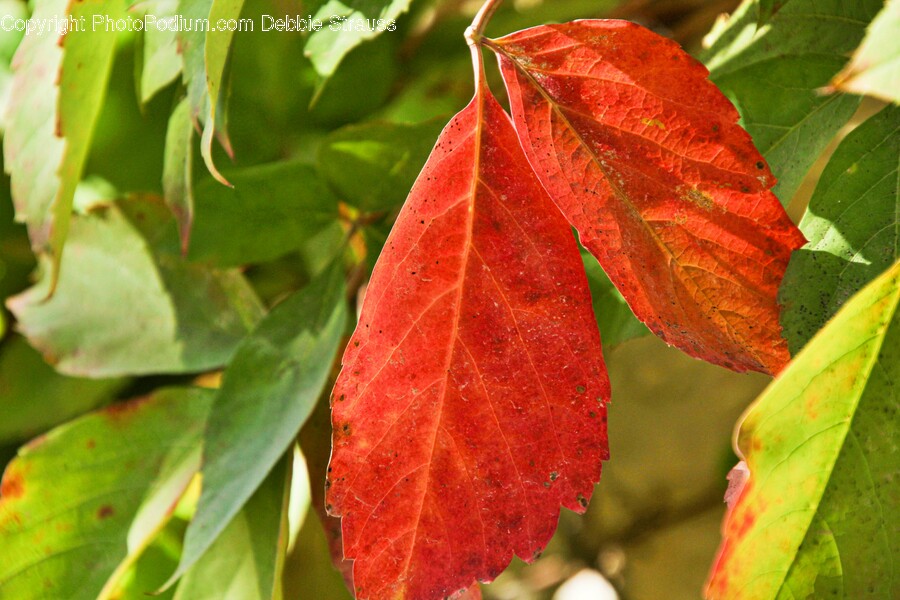 Leaf, Plant, Veins, Tree