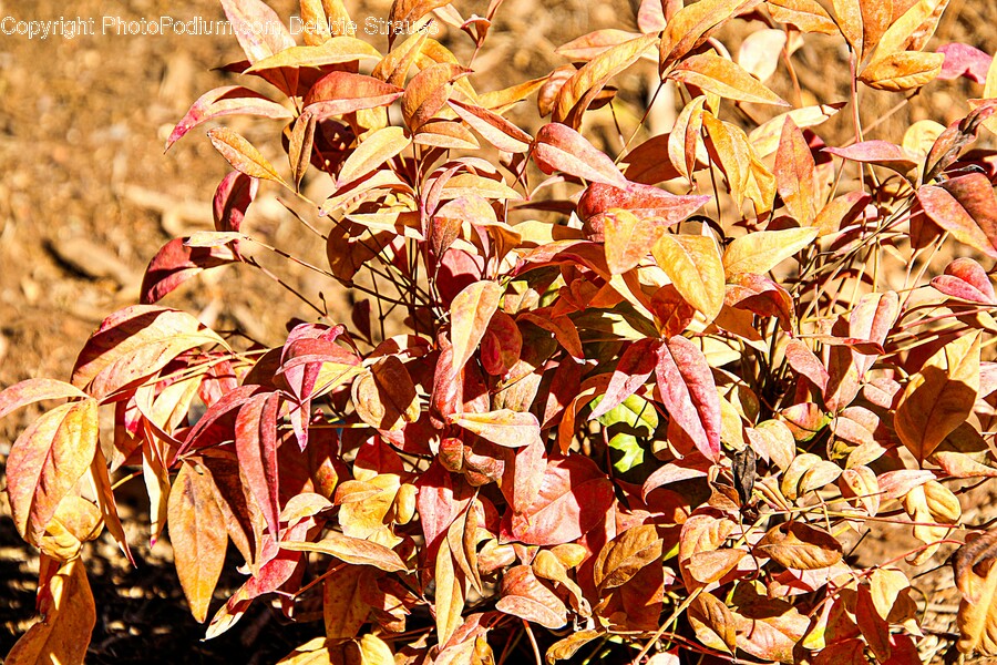 Leaf, Plant, Tree, Maple, Fungus