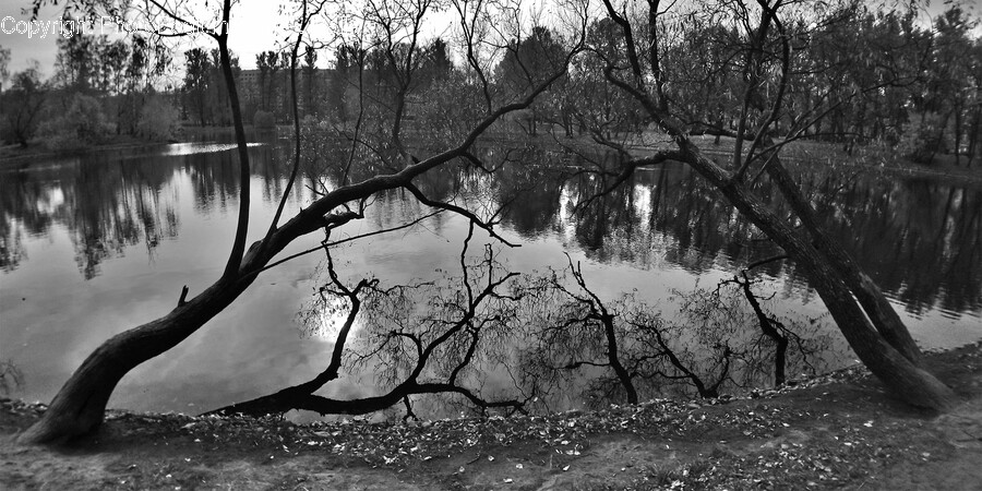 Land, Nature, Outdoors, Water, Swamp