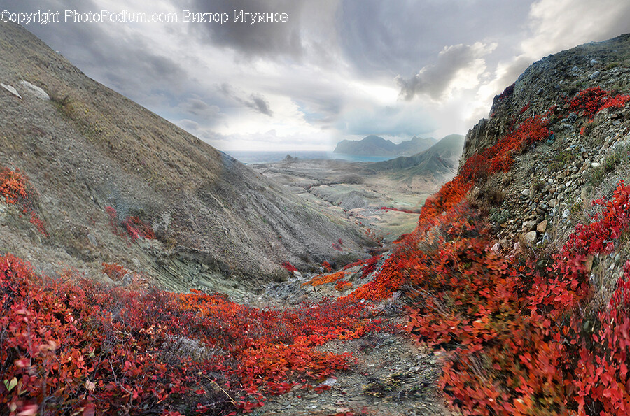 Leaf, Plant, Nature, Mountain, Outdoors