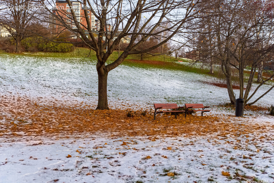 Tree, Plant, Furniture, Tree Trunk, Ground