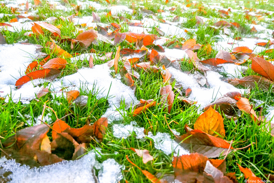 Leaf, Plant, Tree, Outdoors, Nature