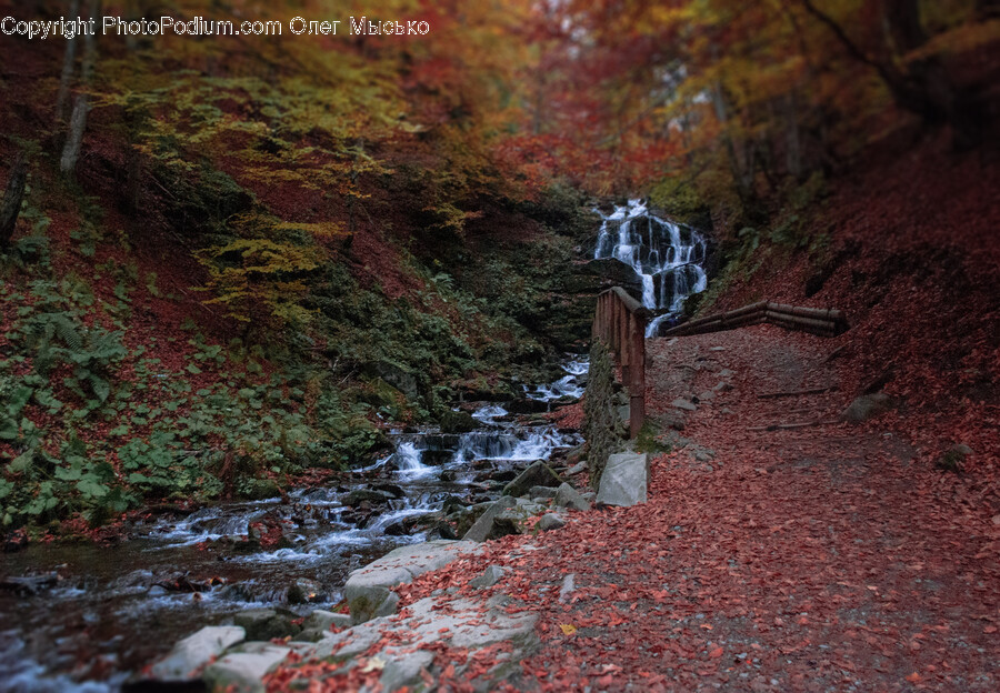 Water, Nature, Leaf, Plant, Outdoors