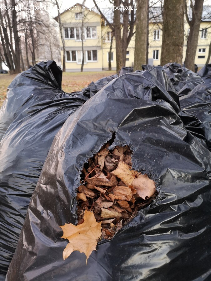 Plastic Bag, Plastic, Bag, Leaf, Plant
