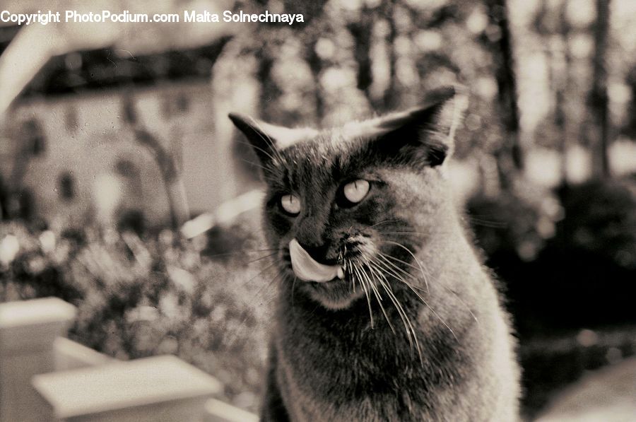Abyssinian, Animal, Cat, Mammal, Pet, Kitten