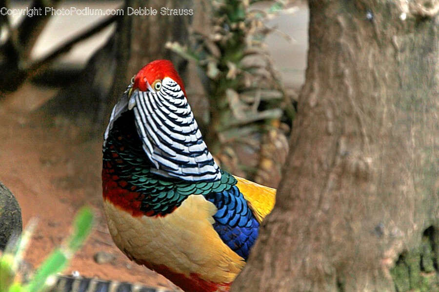 Bird, Animal, Pheasant