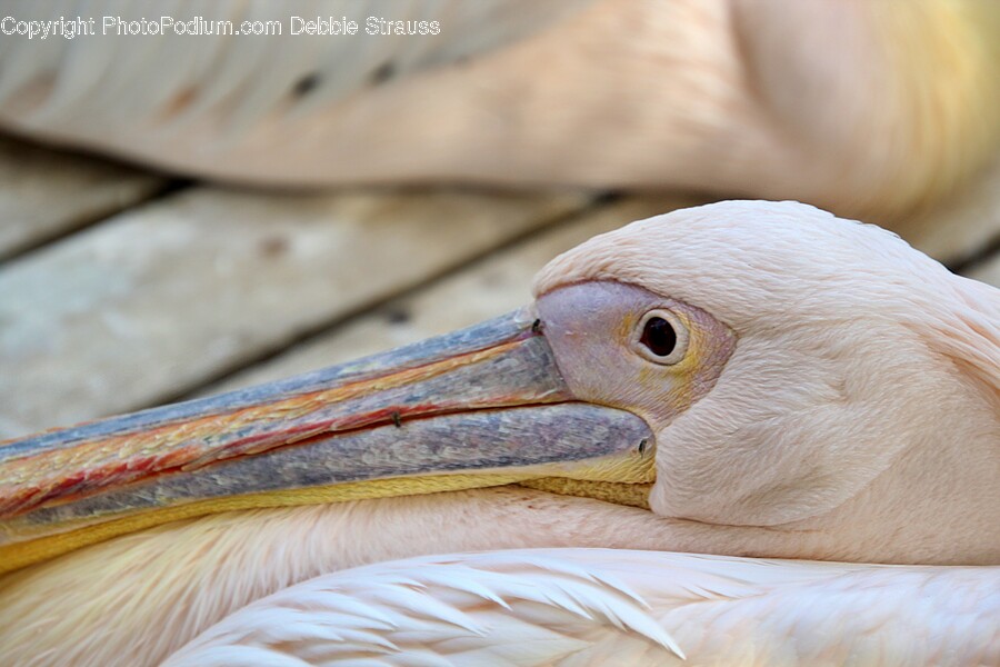 Bird, Animal, Pelican, Beak