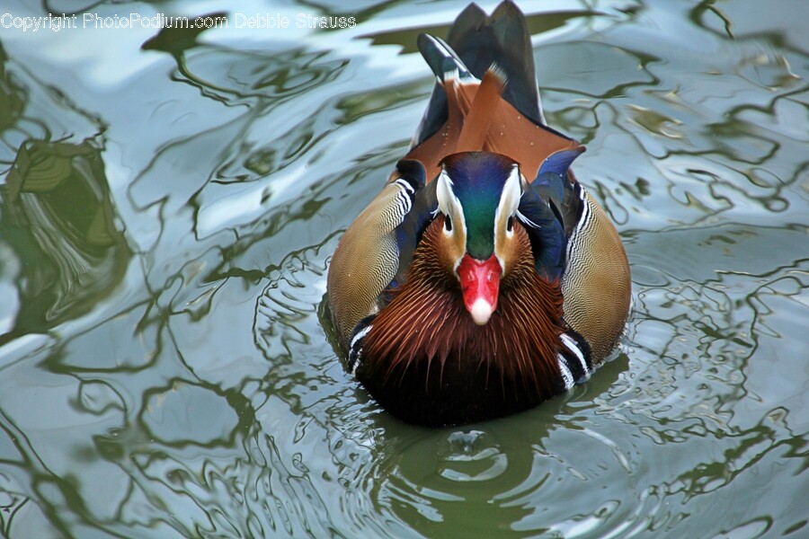 Duck, Bird, Animal, Outdoors, Waterfowl