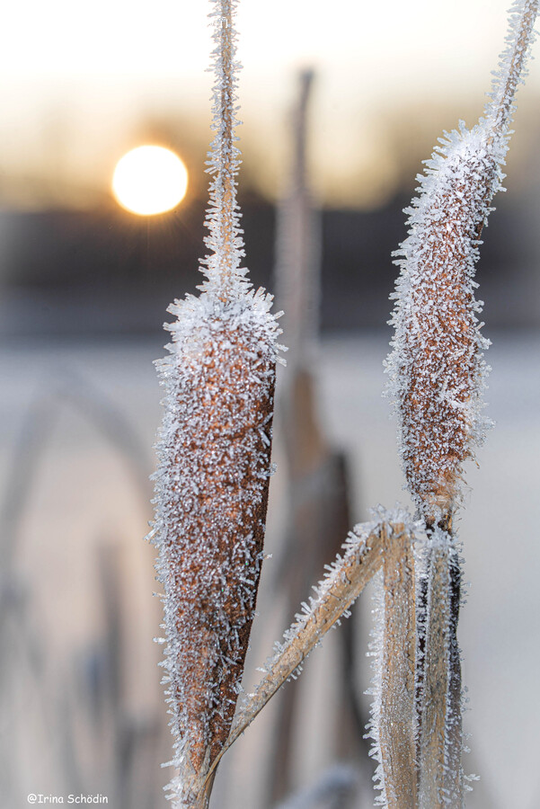 Ice, Nature, Outdoors, Frost, Snow