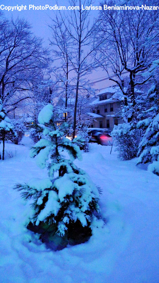 Ice, Outdoors, Snow, Conifer, Fir, Plant, Tree