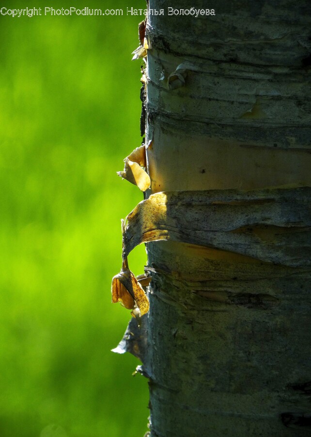 Tree, Plant, Animal, Tree Trunk, Leaf