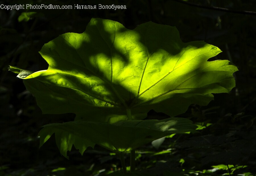 Leaf, Plant, Veins, Insect, Animal