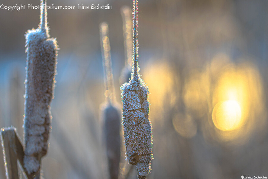 Ice, Nature, Outdoors, Snow, Frost