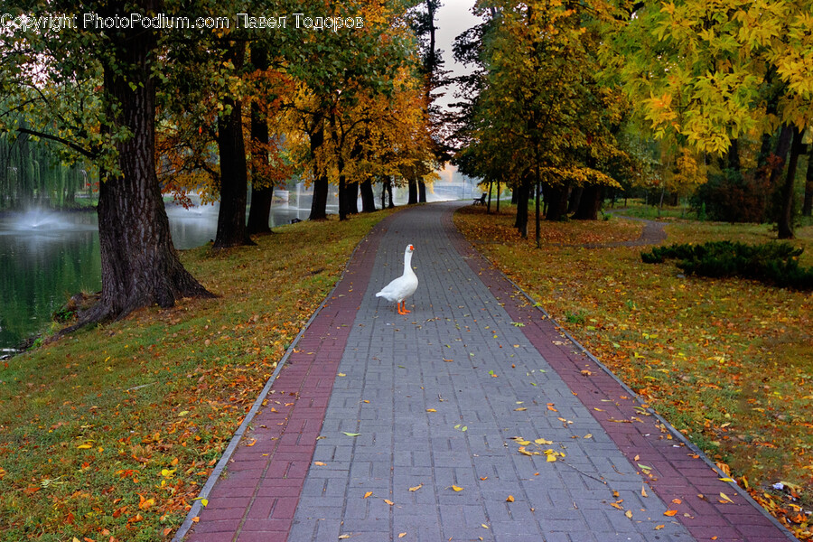 Bird, Animal, Path, Tree, Plant
